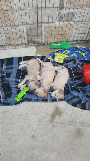 Pet Supply Store «PetSmart», reviews and photos, 2317 W Lincoln St, Harlingen, TX 78552, USA