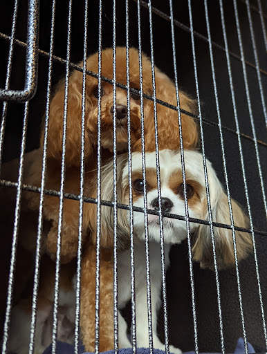 Pet Store «Healthy Pets Mountain West», reviews and photos, 2352 Fort Union Blvd, Cottonwood Heights, UT 84121, USA