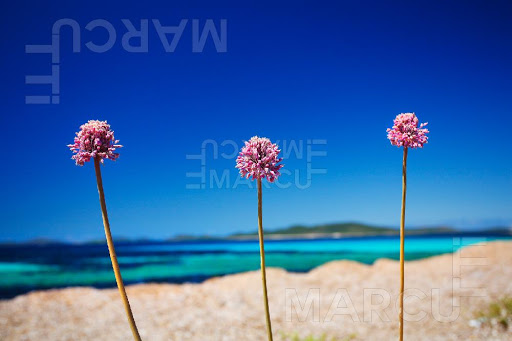 Travel Agency «Croatia Travel Agency Inc», reviews and photos, 3266 Steinway St, Astoria, NY 11103, USA