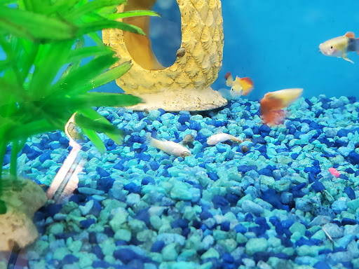 Pet Supply Store «PetSmart», reviews and photos, 2309 I-20, Grand Prairie, TX 75052, USA