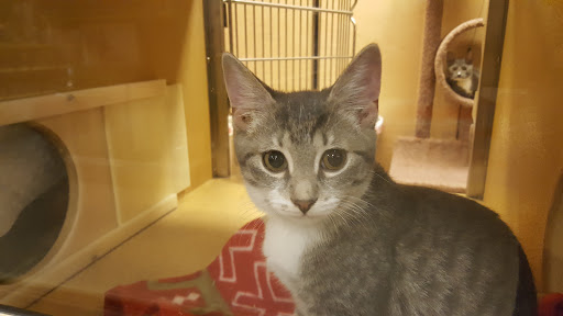 Pet Supply Store «PetSmart», reviews and photos, 208 Mariner Way, Biddeford, ME 04005, USA