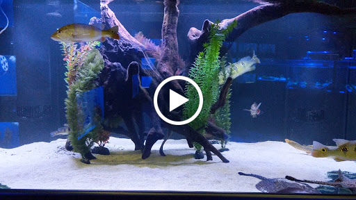 Aquarium «Aquatica», reviews and photos, 800 Clanton Rd H, Charlotte, NC 28117, USA