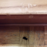 Photo n°1 de l'avis de Vito.a fait le 30/08/2023 à 15:06 sur le  Hotel Arcobaleno à Fai della Paganella