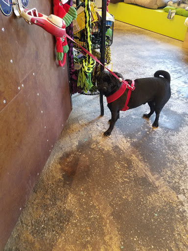 Pet Store «Dogma for Pets LLC», reviews and photos, 3600 Boston St, Baltimore, MD 21224, USA