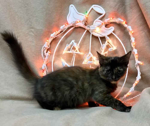 Pet Supply Store «Pet Supplies Plus», reviews and photos, 5394 Kemps River Dr Suite 101, Virginia Beach, VA 23464, USA