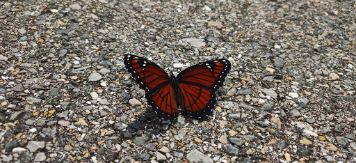 Park «Nathan Benderson Park», reviews and photos, 5851 Nathan Benderson Circle, Sarasota, FL 34235, USA