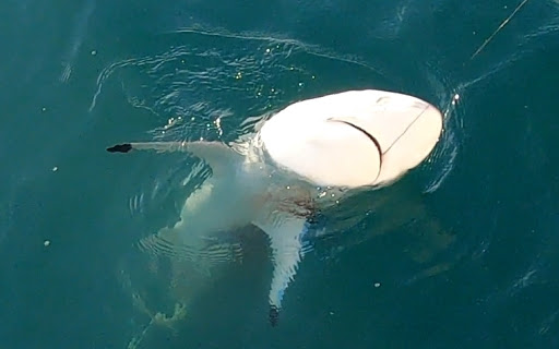 Fishing Charter «Obsession Fishing Charters», reviews and photos, 505 Glen Cheek Dr, Cape Canaveral, FL 32920, USA