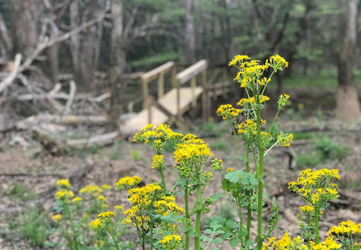 National Park «Congaree National Park», reviews and photos