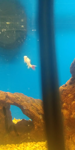 Pet Supply Store «Petco Animal Supplies», reviews and photos, 8775 SW Tualatin-Sherwood Rd, Tualatin, OR 97062, USA