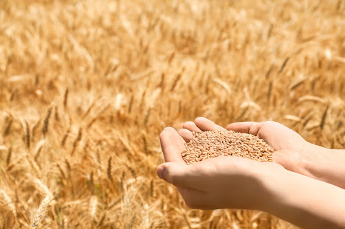 Magasin d'alimentation naturelle Les Graines de Michel Marigny-le-Châtel