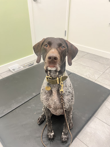 Points East West Veterinary Services image