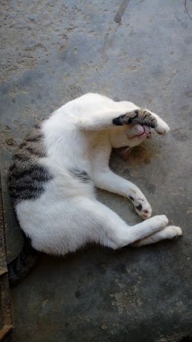 JC Chips & Smartphones