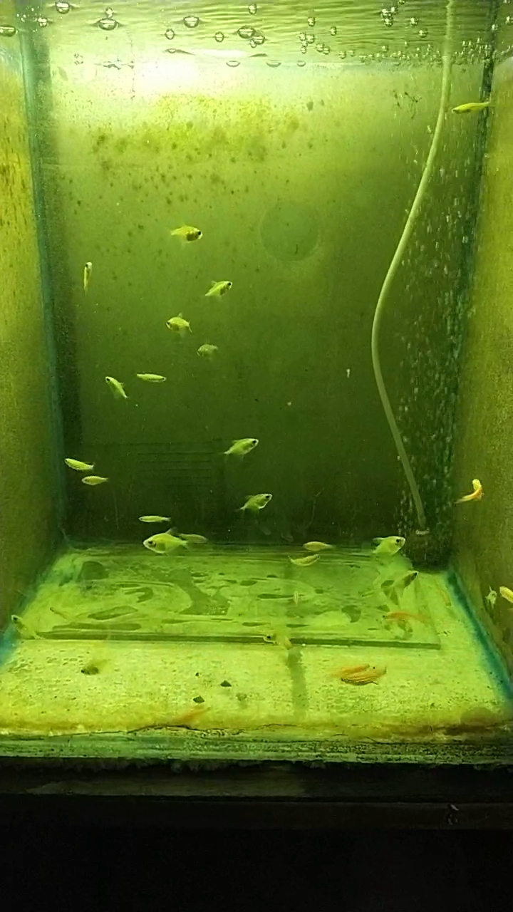 Maa Kali Aquarium Centre