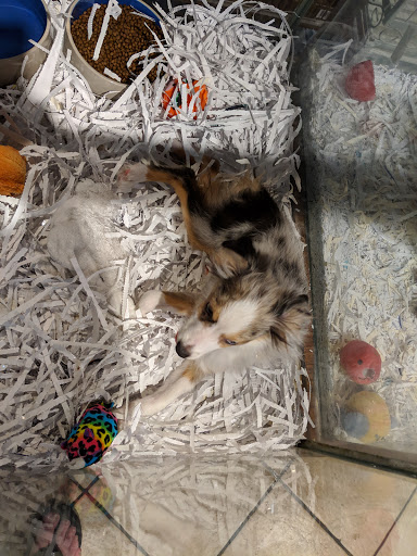 Pet Store «Pet Kingdom», reviews and photos, 4650 S Cleveland Ave, Fort Myers, FL 33907, USA