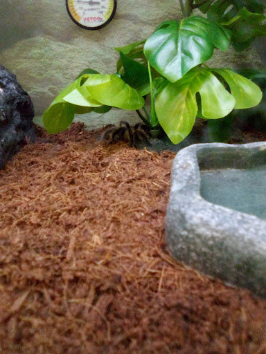 Pet Supply Store «Petco Animal Supplies», reviews and photos, 2021 Evergreen Ave, Modesto, CA 95350, USA