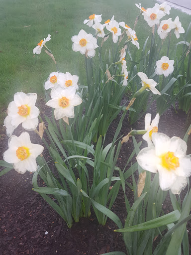 Nature Preserve «Hickory Creek Preserve», reviews and photos, Wolf Rd, Mokena, IL 60448, USA