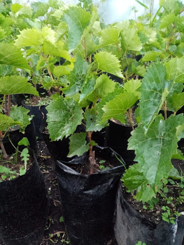 Vivero Don Carlos - Baños de Agua Santa