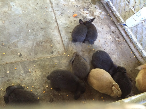 Zoo «Waccatee Zoological Farm», reviews and photos, 8500 Enterprise Rd, Myrtle Beach, SC 29588, USA