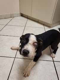 VCA Kickingbird Animal Hospital - Photo 9 - Car repair in Edmond, OK, Oklahoma City