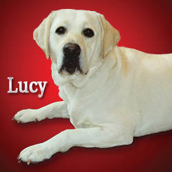 Buick Dealer «Dellen Chevrolet Buick GMC», reviews and photos, 2527 W Main St, Greenfield, IN 46140, USA