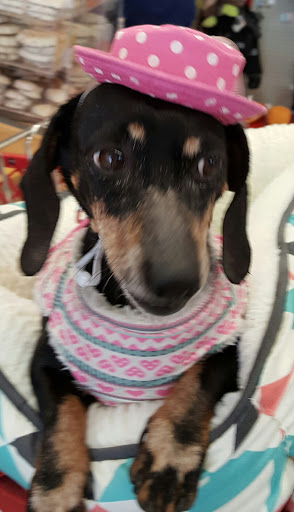 Pet Supply Store «Petco Animal Supplies», reviews and photos, 390 East 525 North, Harrisville, UT 84404, USA