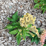 Photo n° 22 de l'avis de Florent.a fait le 03/08/2023 à 06:55 pour Le Potager Extraordinaire à La Roche-sur-Yon