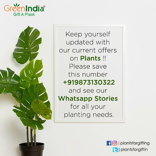 Green India (Gift a Plant)
