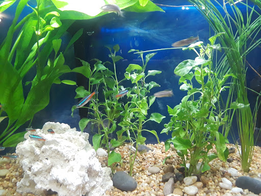 Pet Supply Store «Petland Discounts - Fulton Street», reviews and photos, 1216 Fulton St, Brooklyn, NY 11216, USA