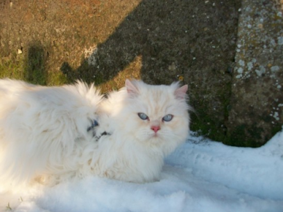 Élevage de L'Harmonie bleu : élevage chatons British Longhair, Highland Fold et Chartreux