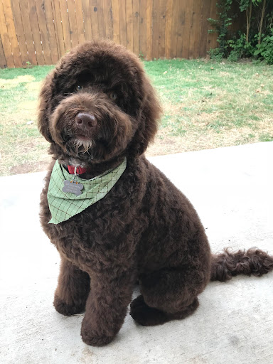 Perfectly Pampered Pets