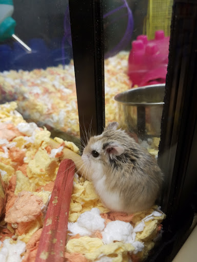 Pet Supply Store «PetSmart», reviews and photos, 16257 N Scottsdale Rd, Scottsdale, AZ 85254, USA