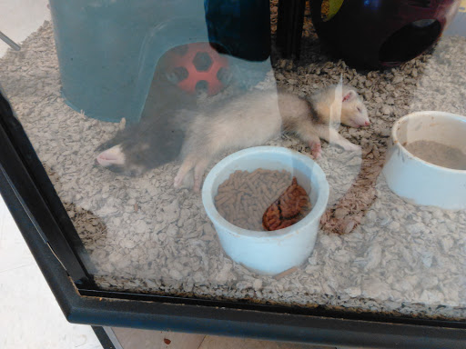 Pet Supply Store «Petco Animal Supplies», reviews and photos, 7721 Mentor Ave, Mentor, OH 44060, USA