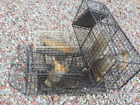 Pro Wildlife and Rodent Removal Joliet - Photo 2 - Car repair in , Joliet