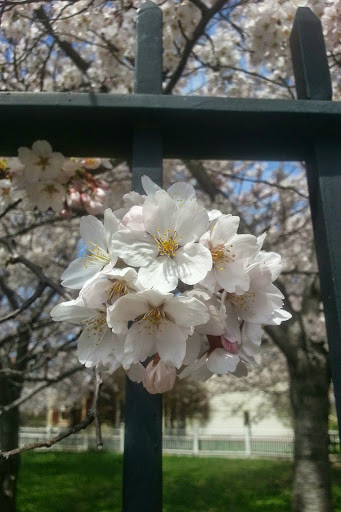 Museum «Lewis Howard Latimer House Museum», reviews and photos, 34-41 137th St, Flushing, NY 11354, USA