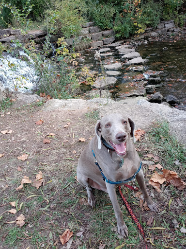 Pet Supply Store «All About Dogs & Cats LLC», reviews and photos, 1429 S Glenstone Ave, Springfield, MO 65804, USA