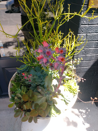 Florist «Bloom by Anuschka», reviews and photos, 2353 E 3rd Ave, Denver, CO 80206, USA