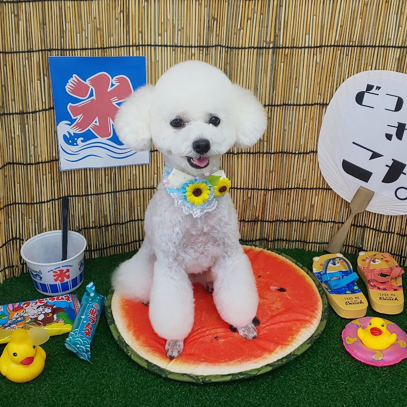 DogsalonConaドッグサロンコナ