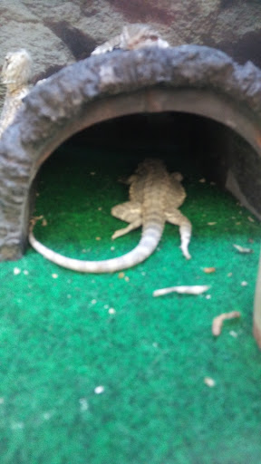 Pet Supply Store «Petco Animal Supplies», reviews and photos, 6595 N Illinois St, Fairview Heights, IL 62208, USA