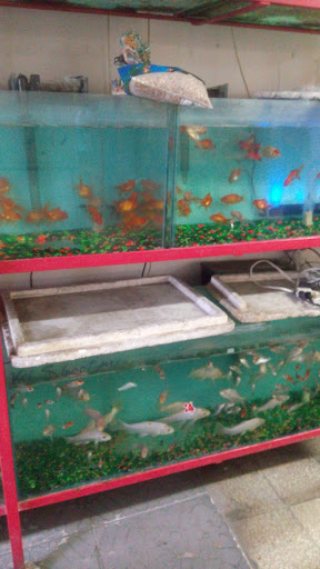 Pet Store «Fish-N-Pets Unlimited», reviews and photos, 11710 Bissonnet St, Houston, TX 77099, USA