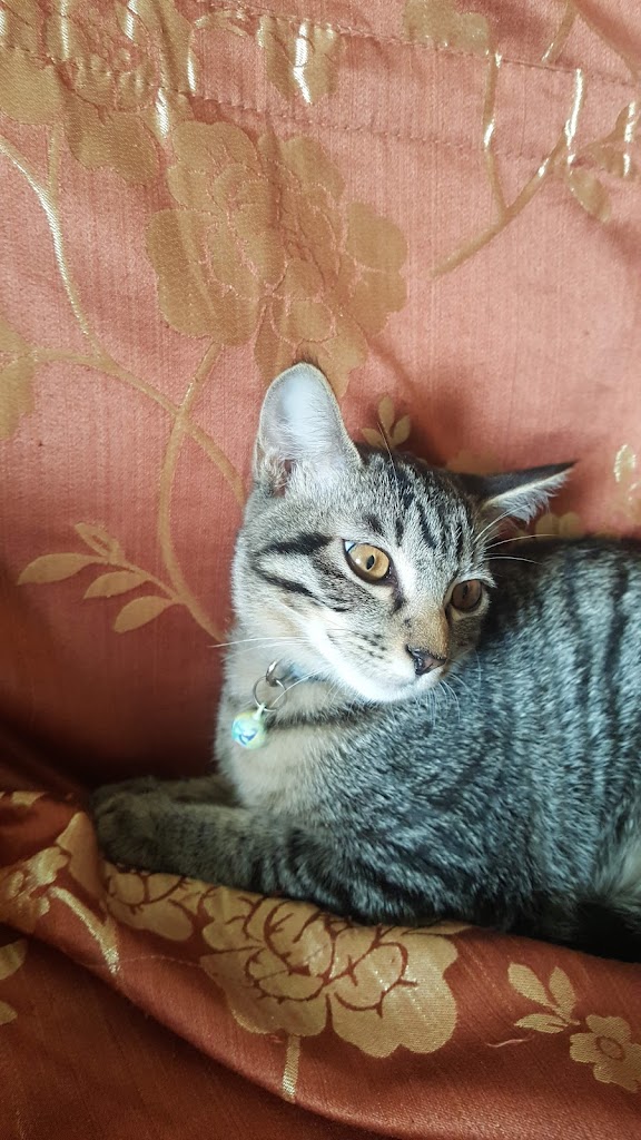 CoCo都可 大溪崎頂店 的照片