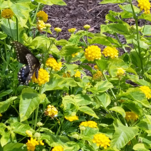 American Restaurant «Cracker Barrel Old Country Store», reviews and photos, 4700 Portsmouth Blvd, Chesapeake, VA 23321, USA