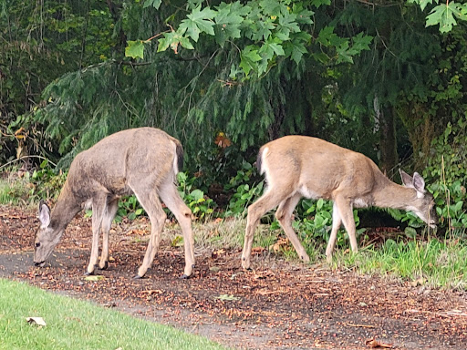 Golf Course «Horseshoe Lake Golf Course», reviews and photos, 1250 SW Club House Ct, Port Orchard, WA 98367, USA