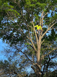 TTM Tree Service & Landscaping - Photo 4 - Car repair in Burleson, TX, Fort Worth