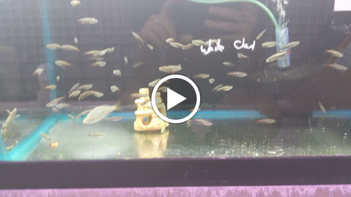 Aquarium Shop «Aquarium Arts», reviews and photos, 1810 W Baseline Rd #1, Mesa, AZ 85202, USA