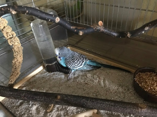 Dr. med. vet. Wenke Heuser unter Seeheim-Jugenheim, Hessen