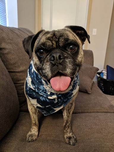 Pet Store «The Pet Place», reviews and photos, 240 Shadowline Dr, Boone, NC 28607, USA