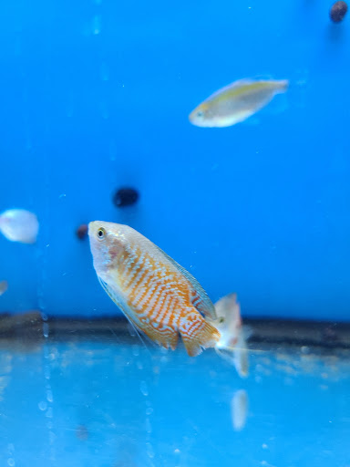 Pet Supply Store «Petco Animal Supplies», reviews and photos, 3384 Tyler St, Riverside, CA 92503, USA