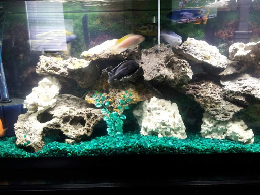 Pet Store «Fins and Skins», reviews and photos, 8451 49th St N, Pinellas Park, FL 33781, USA