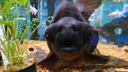 Pet Supply Store «Petco Animal Supplies», reviews and photos, 753 53rd Ave NE, Fridley, MN 55421, USA