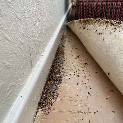 Comments and reviews of Advance Pest Control Bristol